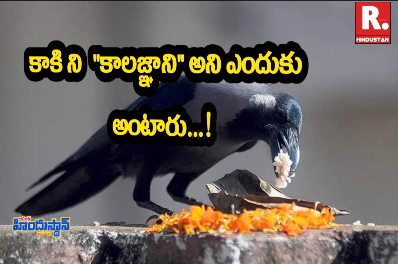 కాకి ని&nbsp; "కాలజ్ఞాని" అని ఎందుకు అంటారు...!