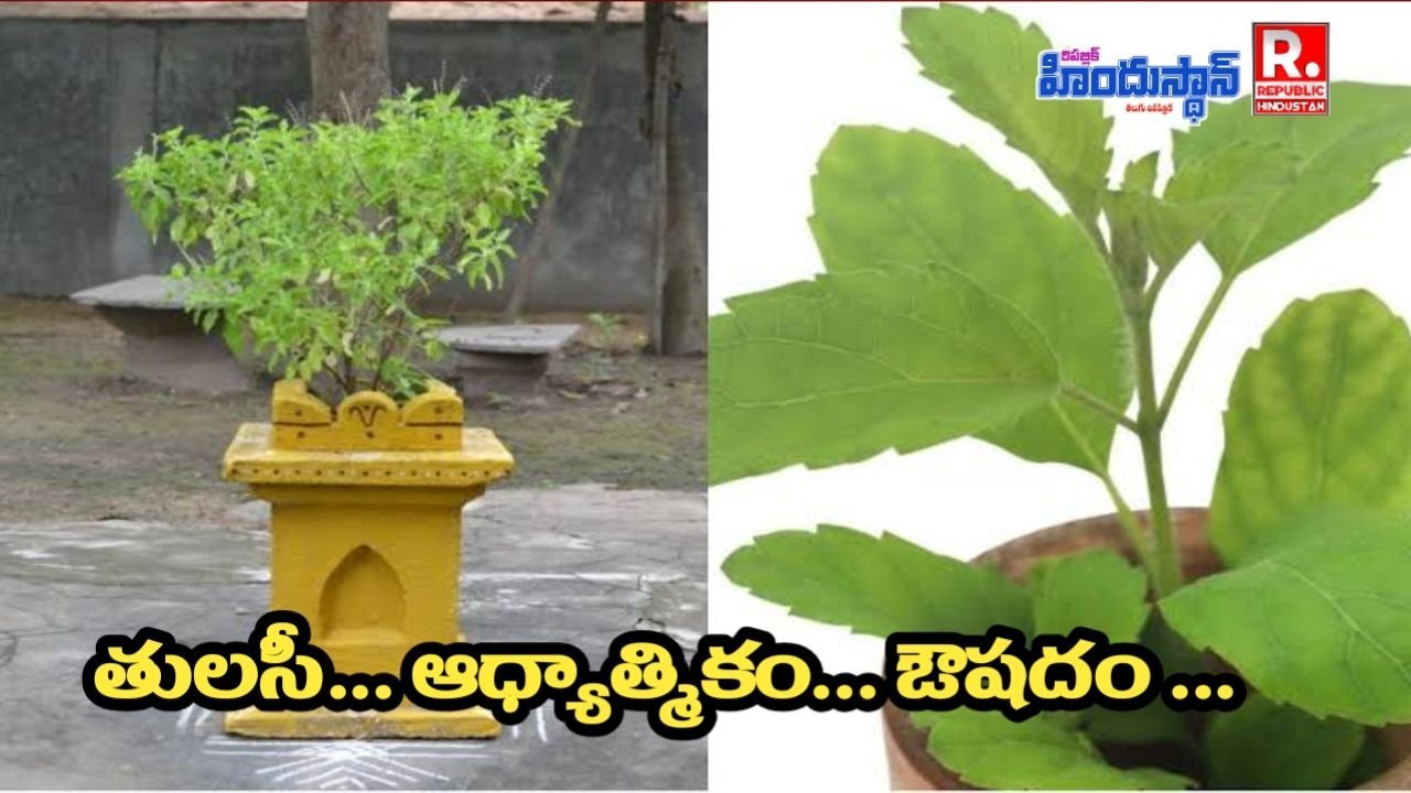 విష్ణు ప్రియ ఏ మొక్కను అంటారు...? హిందూ ధర్మంలో ఆ మొక్క ప్రాముఖ్యత ఏమిటి..?