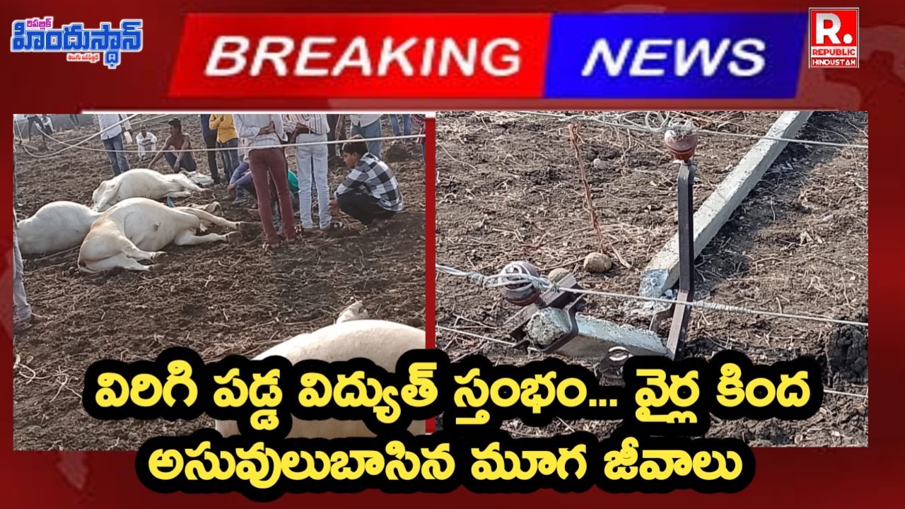ఎడ్ల పై విరిగిపడ్డ కరెంట్ పోల్... 2 లక్షల విలువ చేసే ఎద్దులు మృతి