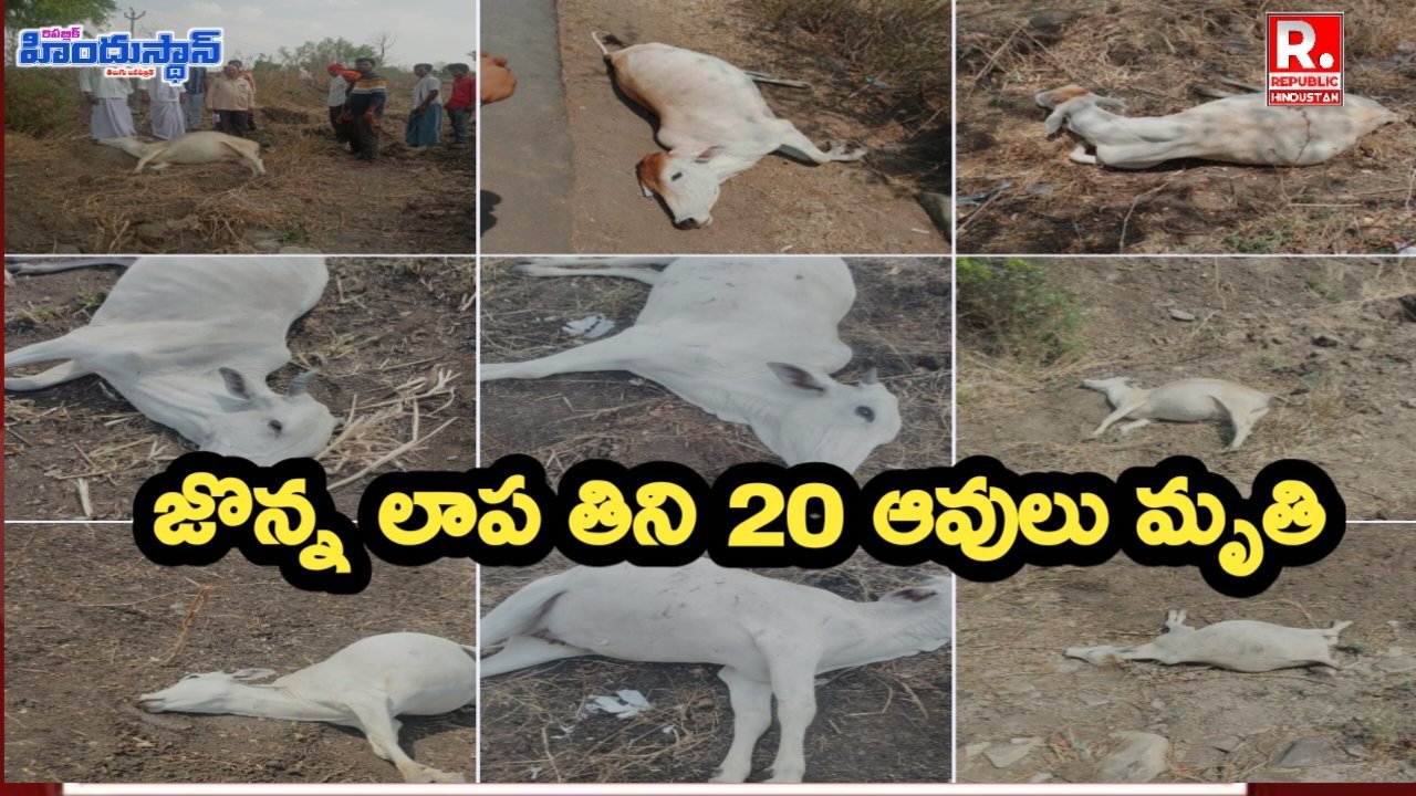 జొన్న లాప తిని 20 ఆవులు మృతి